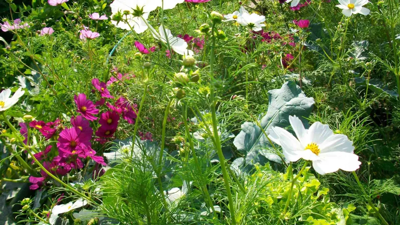 Un jardin foisonnant où l'association plantes aromatiques et fleurs crée un tableau coloré. Cosmos roses, blancs et violets se mêlent à la verdure luxuriante.