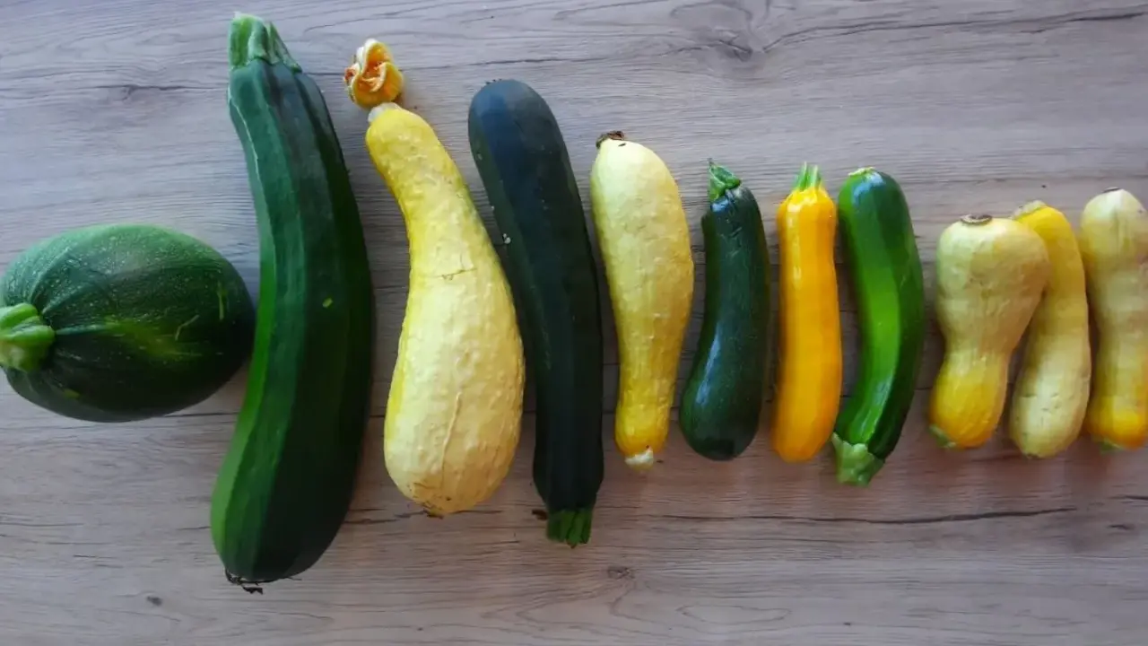 Belle récolte de courgettes de différentes couleurs et formes, un bel exemple d'association courgette potager.