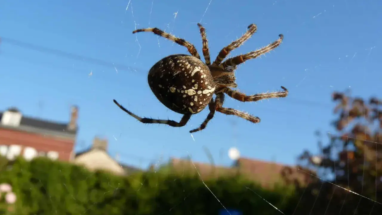Une araignée des jardins, avec son abdomen marbré, se tient sur sa toile scintillante sous un ciel bleu.