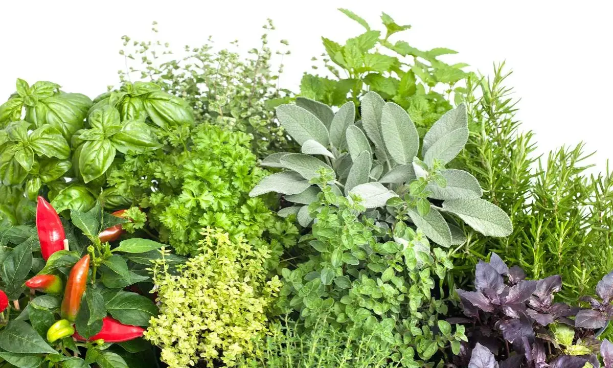 Un assortiment coloré d'herbes aromatiques : basilic, persil, sauge, romarin, menthe, thym, origan et piments rouges. Une liste visuelle pour vos envies culinaires.