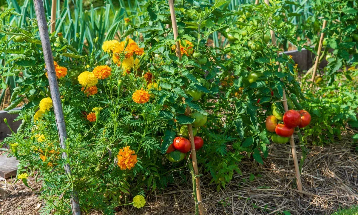 Un potager florissant avec des tomates mûres et des soucis orangés, une belle association pour un jardin sain.