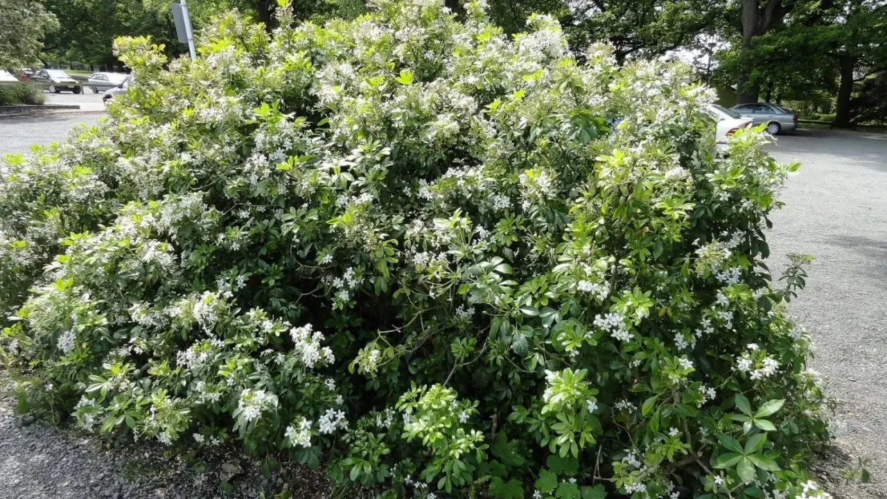 Un oranger du Mexique en pleine floraison, ses petites fleurs blanches illuminent le paysage verdoyant.