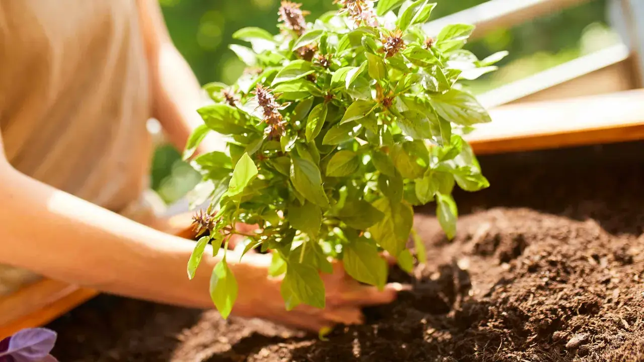 Mains plantant un plant de basilic dans un potager. L'association basilic potager promet des saveurs fraîches pour vos plats.