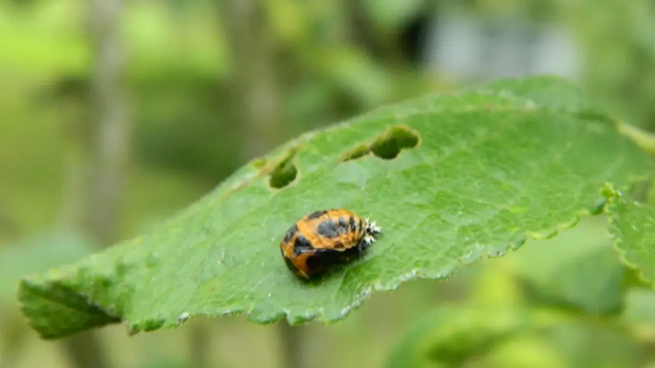Une larve de coccinelle noire et blanche, encore petite, se repose sur une feuille verte.