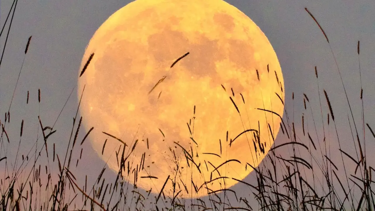 La lune rousse, immense et orangée, se lève derrière des herbes hautes et sombres, créant une atmosphère de conte.