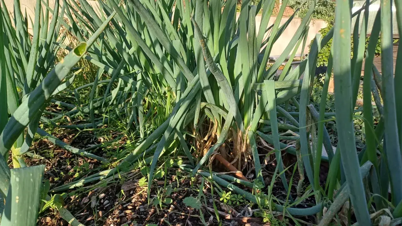 Un champ de ciboule de Chine aux longues feuilles vertes et creuses, poussant dans un sol riche et ombragé.