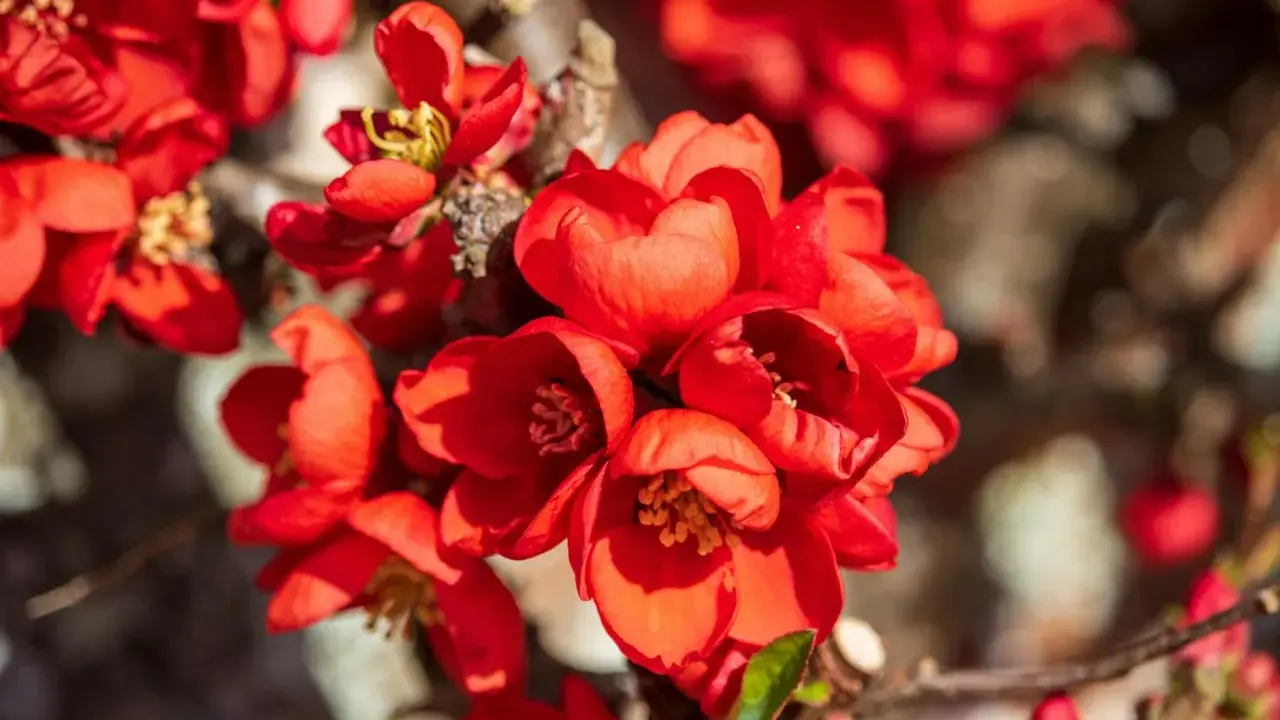Fleurs écarlates d'un cognassier du Japon, taillé pour une floraison éclatante. Les pétales veloutés s'ouvrent sur des étamines dorées.