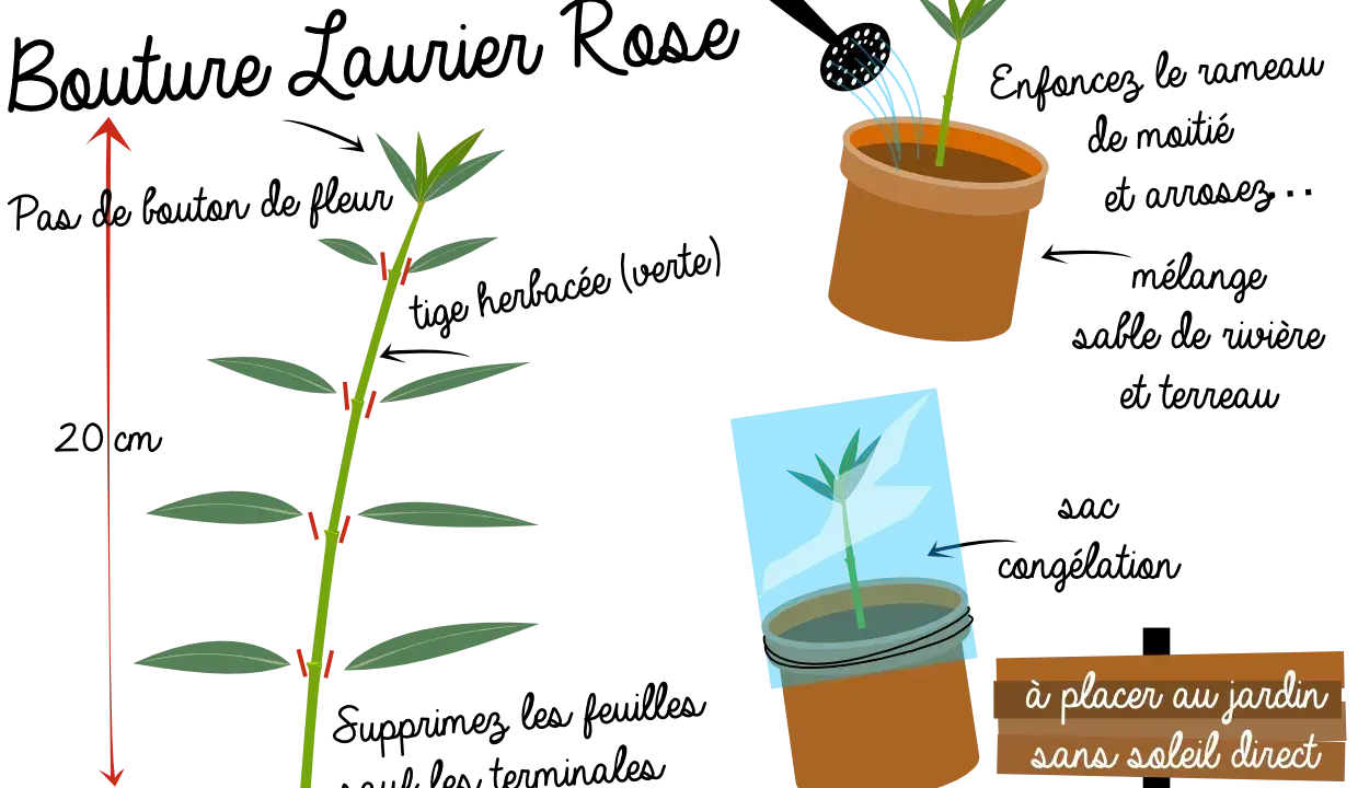 Illustration montrant la taille d'une tige pour favoriser la floraison du laurier rose. Une jeune pousse est arrosée, une autre est sous cloche.