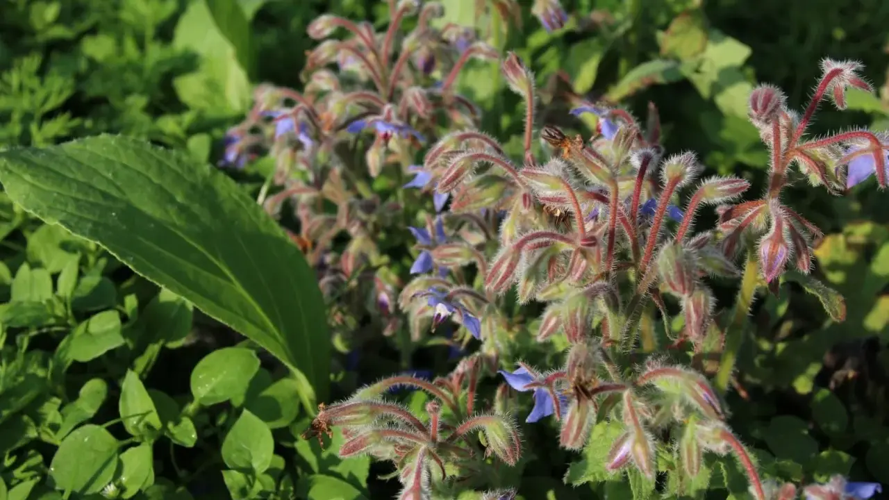 Fleurs bleues de bourrache, amies du potager, poussent parmi les feuilles vertes.