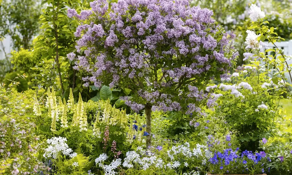 Un lilas en pleine floraison, entouré de lupins jaunes et de fleurs blanches. Le printemps est idéal pour savoir quand planter un lilas.