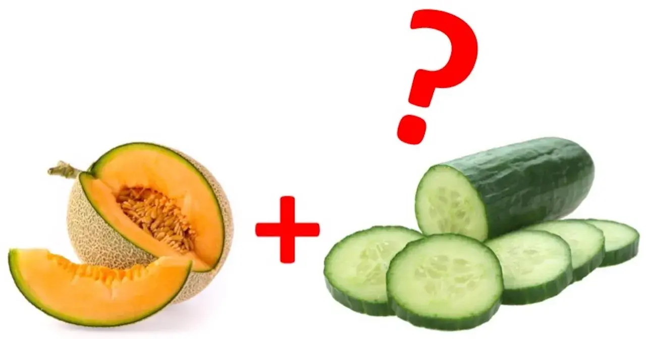 Melon et concombre, une association potager surprenante ? Un point d'interrogation rouge suggère le mystère.