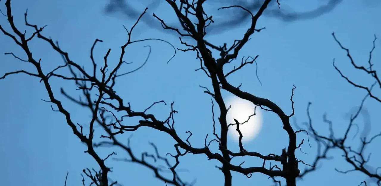 Silhouette d'arbres dénudés se découpant sur un ciel bleu clair, avec la lune brillante visible à travers les branches. Une scène parfaite pour le jardinage avec la lune.