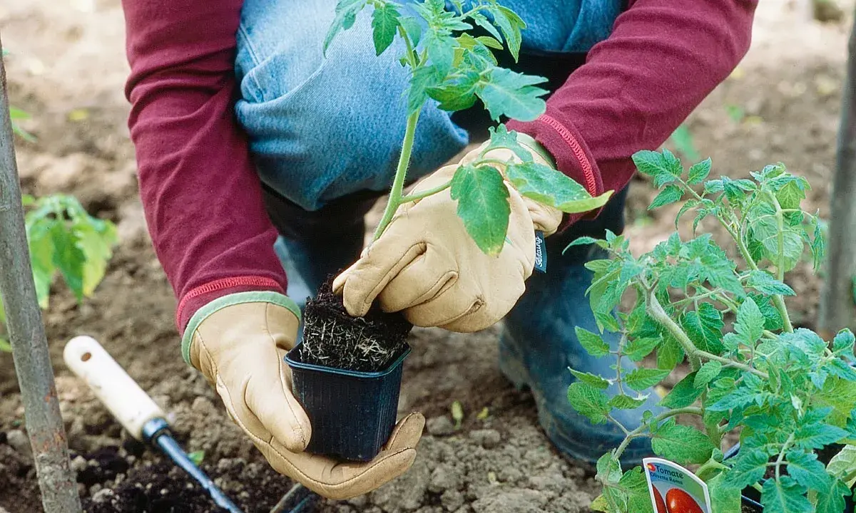 Gants aux mains, on prépare le plant de tomate pour le repiquage. C'est le bon moment quand planter tomates pour un beau potager.
