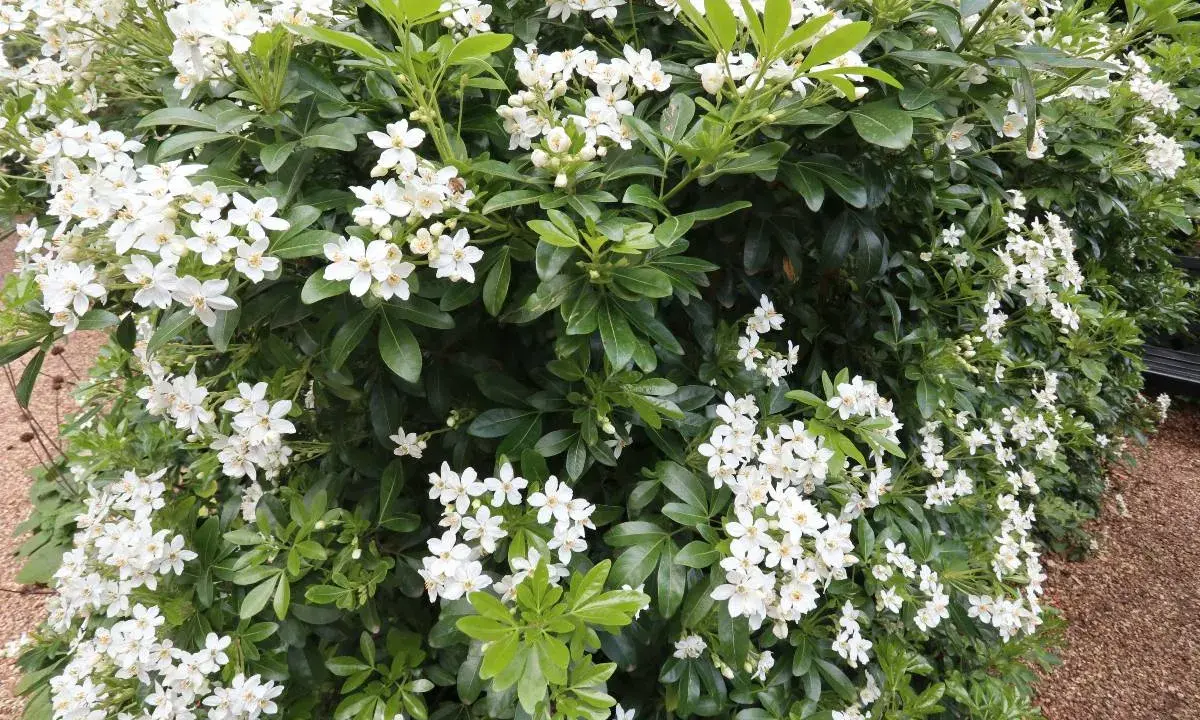 Gros plan sur un oranger du Mexique en pleine floraison, ses grappes de fleurs blanches parfumées contrastent avec son feuillage vert foncé. Sa taille est parfaite pour un jardin.
