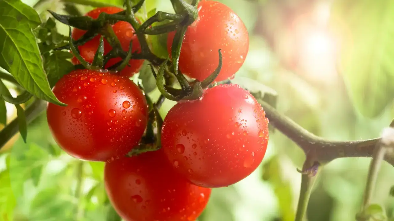 Grappe de tomates rouges et juteuses, couvertes de gouttes d'eau, sur une branche. Le soleil brille, mais attention au danger de la tomate !