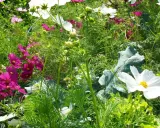 Un jardin foisonnant où l'association plantes aromatiques et fleurs crée un tableau coloré. Cosmos roses, blancs et violets se mêlent à la verdure luxuriante.