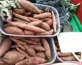 Poires de terre douces, parfaites pour une recette de purée ou de frites. Ces patates douces sont prêtes à être cuisinées.