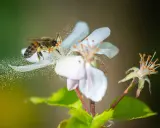 Une abeille butine une fleur blanche, dispersant du pollen. C'est ainsi que les abeilles assurent la pollinisation, essentielle à la reproduction des plantes et à la production de fruits.