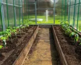 Jeunes plants de tomates dans une serre, prêts à être guidés par un tuteur tomate tipi.