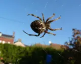 Une araignée des jardins, avec son abdomen marbré, se tient sur sa toile scintillante sous un ciel bleu.