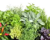 Un assortiment coloré d'herbes aromatiques : basilic, persil, sauge, romarin, menthe, thym, origan et piments rouges. Une liste visuelle pour vos envies culinaires.