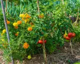 Un potager florissant avec des tomates mûres et des soucis orangés, une belle association pour un jardin sain.