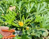 Main d'un jardinier tenant un sécateur près d'une plante de courgette avec une grande feuille de courgette verte et une fleur jaune.