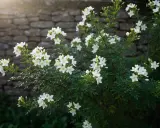 Oranger du Mexique en fleurs blanches, parfait avec des graminées ou des rosiers pour un jardin texturé.