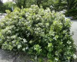 Un oranger du Mexique en pleine floraison, ses petites fleurs blanches illuminent le paysage verdoyant.