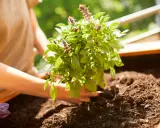 Mains plantant un plant de basilic dans un potager. L'association basilic potager promet des saveurs fraîches pour vos plats.