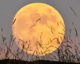 La lune rousse, immense et orangée, se lève derrière des herbes hautes et sombres, créant une atmosphère de conte.