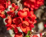 Fleurs écarlates d'un cognassier du Japon, taillé pour une floraison éclatante. Les pétales veloutés s'ouvrent sur des étamines dorées.