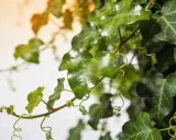 Feuilles de lierre grimpant, d'un vert profond et luisant, avec des vrilles enroulées. Attention, le lierre grimpant peut représenter un danger pour les structures.