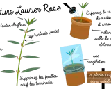 Illustration montrant la taille d'une tige pour favoriser la floraison du laurier rose. Une jeune pousse est arrosée, une autre est sous cloche.