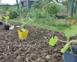 Jeunes plants de courgettes en pots, prêts à être mis en terre. Le bon moment pour planter les courgettes est arrivé.