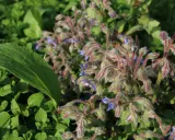 Fleurs bleues de bourrache, amies du potager, poussent parmi les feuilles vertes.
