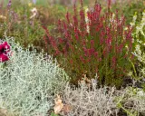 Un massif sans entretien avec bruyère rose, pétunia pourpre et feuillage argenté.