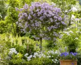 Un lilas en pleine floraison, entouré de lupins jaunes et de fleurs blanches. Le printemps est idéal pour savoir quand planter un lilas.