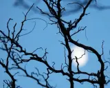 Silhouette d'arbres dénudés se découpant sur un ciel bleu clair, avec la lune brillante visible à travers les branches. Une scène parfaite pour le jardinage avec la lune.