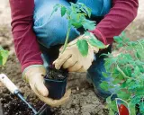 Gants aux mains, on prépare le plant de tomate pour le repiquage. C'est le bon moment quand planter tomates pour un beau potager.