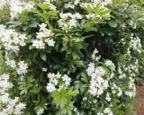 Gros plan sur un oranger du Mexique en pleine floraison, ses grappes de fleurs blanches parfumées contrastent avec son feuillage vert foncé. Sa taille est parfaite pour un jardin.