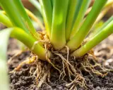 Base d'oignons verts avec racines visibles dans la terre. Idéal pour savoir quand planter les oignons.