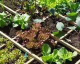 Un potager bien organisé avec des laitues, des fraises et des choux. Une belle association radis potager pour des récoltes variées.