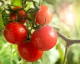 Grappe de tomates rouges et juteuses, couvertes de gouttes d'eau, sur une branche. Le soleil brille, mais attention au danger de la tomate !