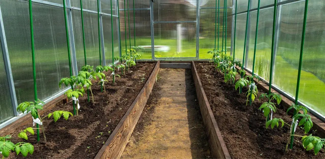 Jeunes plants de tomates dans une serre, prêts à être guidés par un tuteur tomate tipi.