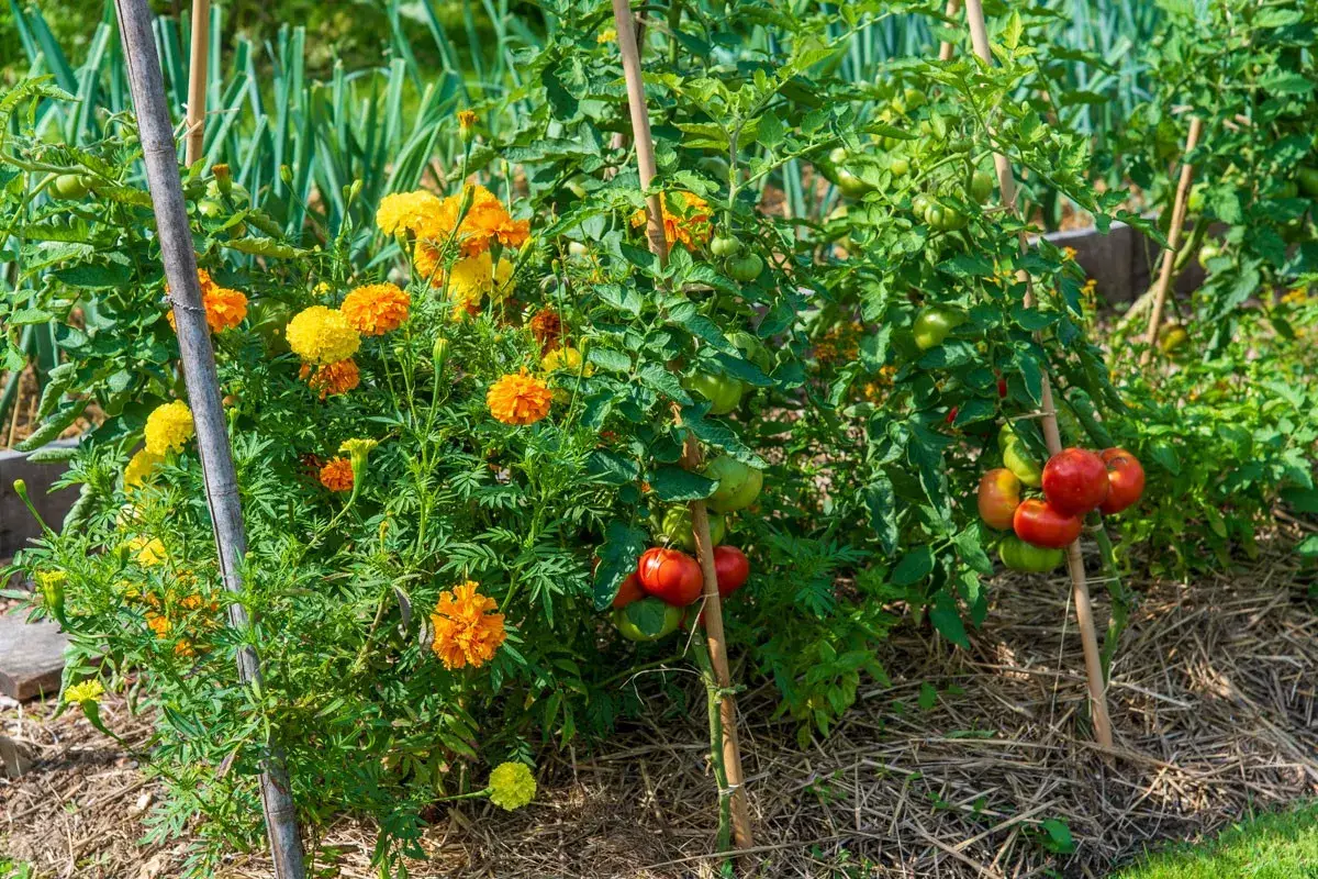Un potager florissant avec des tomates mûres et des soucis orangés, une belle association pour un jardin sain.