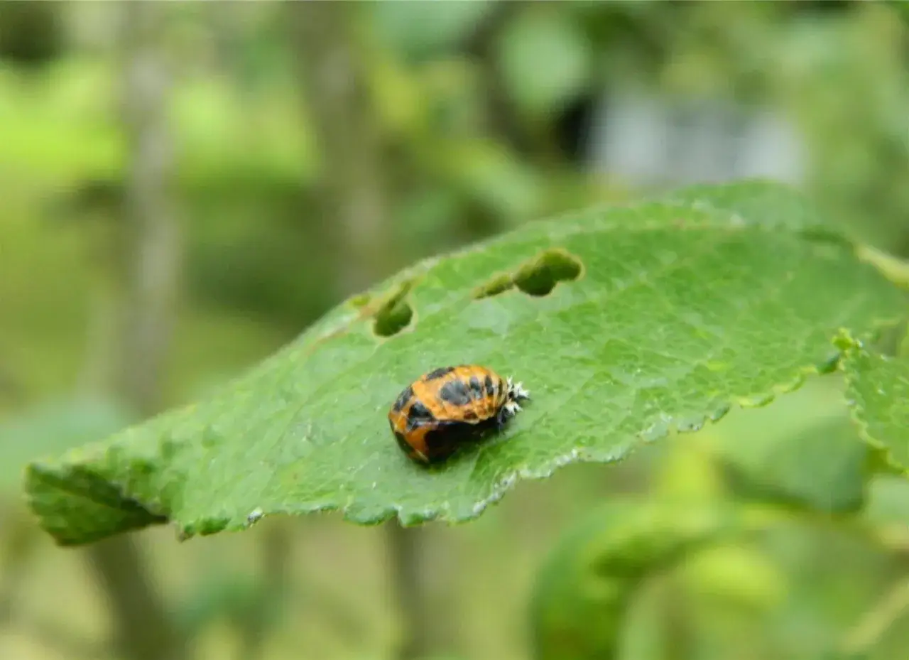 Une larve de coccinelle noire et blanche, encore petite, se repose sur une feuille verte.