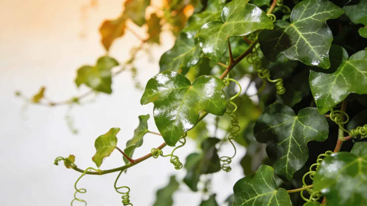 Feuilles de lierre grimpant, d'un vert profond et luisant, avec des vrilles enroulées. Attention, le lierre grimpant peut représenter un danger pour les structures.