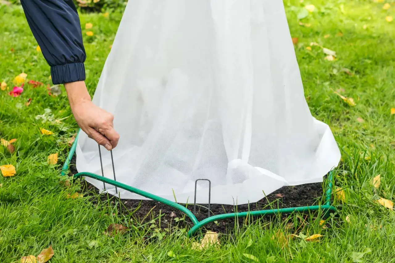 Une main ajuste un voile d'hivernage fait maison autour d'une plante pour la protéger du froid.