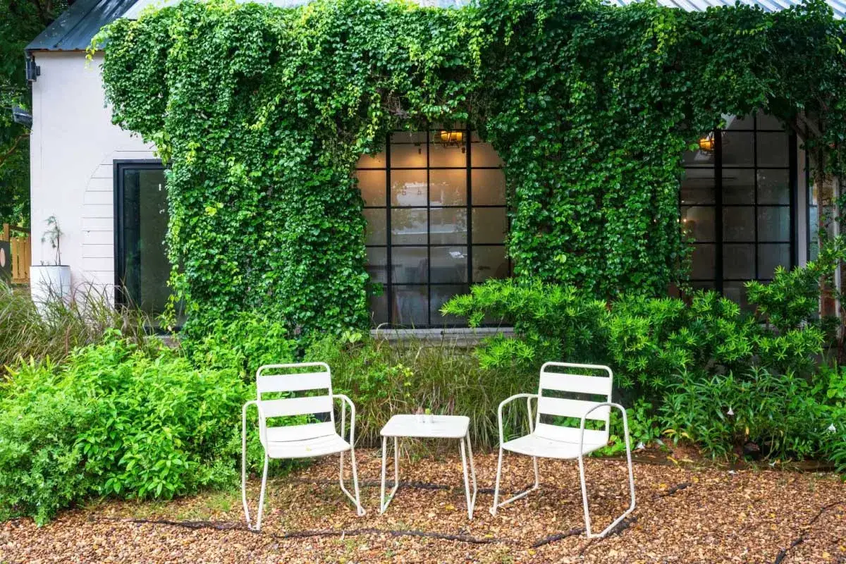 Le lierre grimpant envahit la façade, créant une arche végétale au-dessus d'une fenêtre. Deux chaises blanches et une table attendent dans ce décor luxuriant, où le lierre grimpant danger est omniprésent.